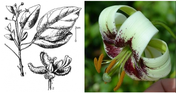 Plant Collectors: Poilaniella Gagnep (Tam thụ hùng giòn)