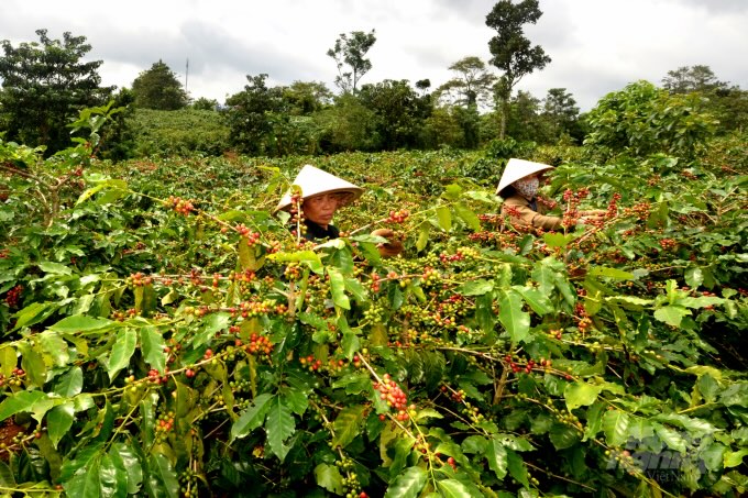 Thorough preparations are underway for the “Following in the Footsteps of 100 Years of Khe Sanh Coffee” festival.